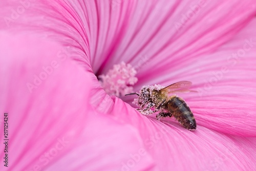 bee on pink flower