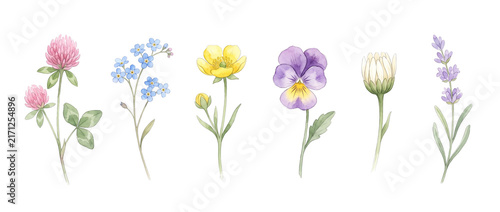 Watercolor Wildflowers Set Botanical Illustration of Clover Forget Me Not Buttercup Pansy Lavender Floral Clipart Isolated on White Background for Spring Wedding Design Craft Pattern Greeting Cards
