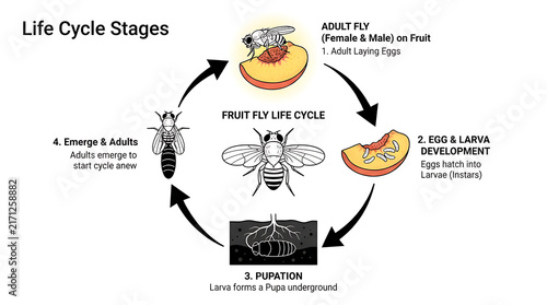 Educational Fruit Fly Life Cycle Illustration Showing Development