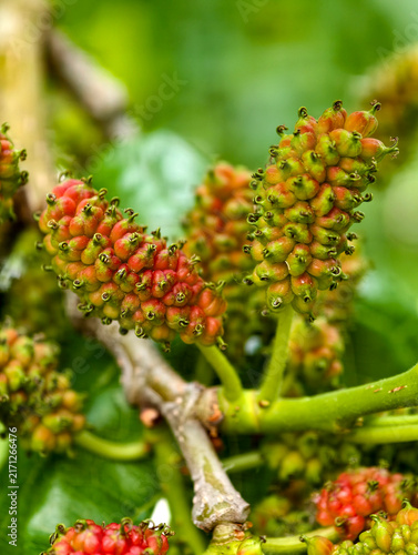 Mulberries on tree branches with bright natural colors. Unripe mulberries showing natural red green gradient on healthy tree