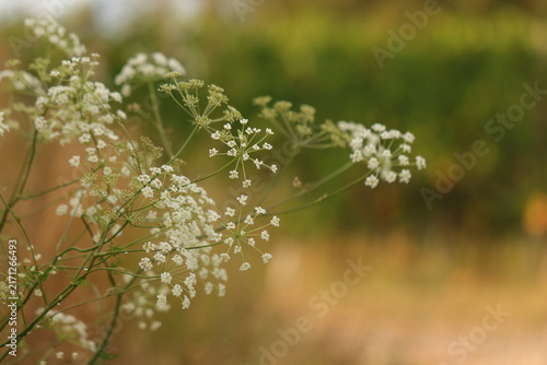 Foto fiori bianchi in estate al tramonto
