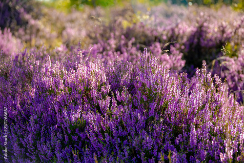 Selective focus bush of wild purple flowers Calluna vulgaris (heath, heide, ling or simply heather) is the sole species in the genus Calluna in the flowering plant family Ericaceae, Natural background