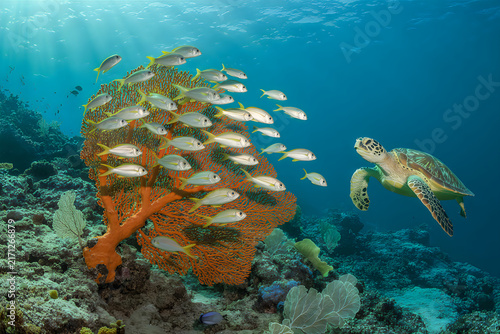 A green sea turtle swimming towards a vibrant orange sea fan coral with a school of tropical fish