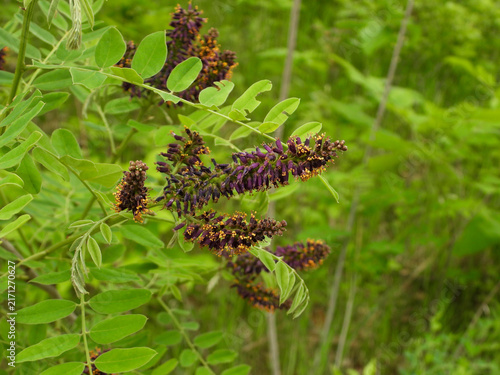 Bild auf Leinwand False Indigo (Amorpha fruticosa) Purple Flowers in Bloom