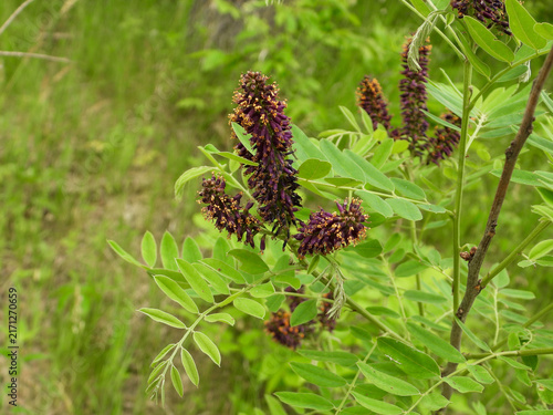 Bild auf Leinwand False Indigo (Amorpha fruticosa) Purple Flowers in Bloom
