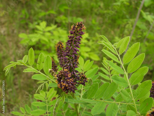 Quadro su tela False Indigo (Amorpha fruticosa) Purple Flowers in Bloom