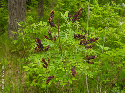 Foto False Indigo (Amorpha fruticosa) Purple Flowers in Bloom