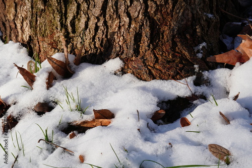 Closeup of a thin layer of snow at the base of a tree with dried fallen leaves and new grass blades going out in the sunlight in winter