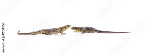 Two sand lizards facing each other isolated on a white background.