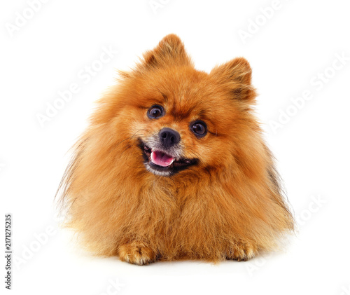 Cute fluffy Pomeranian spitz dog sitting isolated on white background.