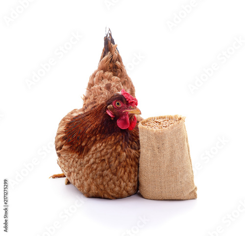 Brown hen sitting next to small burlap sack of wheat grain isolated on white background.