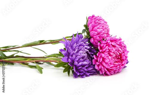 Bright purple and pink aster flowers on long stems isolated on white background.