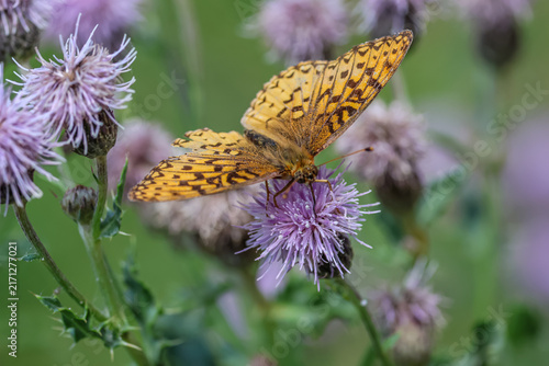 Bild auf Leinwand Great spangled fritillary on creeping thistle