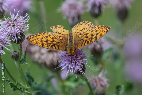 Cuadro en lienzo Great spangled fritillary on creeping thistle