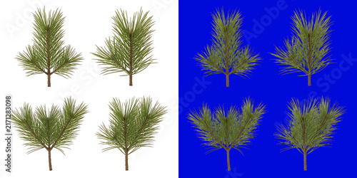 Four pine tree branches with green needles isolated on a white background, coniferous plant for winter and holiday compositions