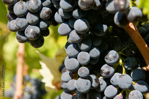 Macro close up of ripe black Sangiovese wine grapes on vine in Chianti