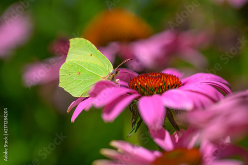 фотографія Common brimstone Gonepteryx rhamni feeding among purple coneflowers Echinacea purpurea