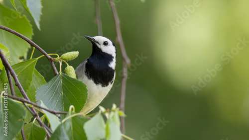 Quadro su tela White wagtail perched on birch tree branch with young leaves and catkins