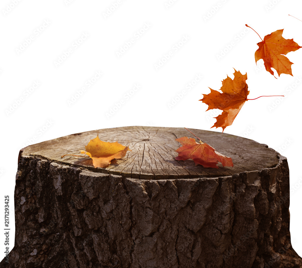 Naklejka premium Wooden stump with autumn maple leaves cut out 