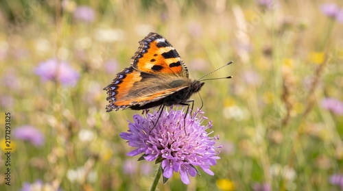 Small Tortoiseshell Butterfly Resting on a Purple Wildflower in a Sunny Meadow