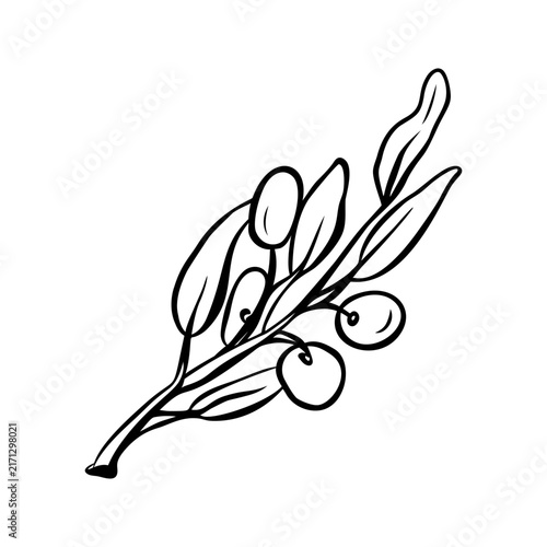 Olive branch with leaves and fruits, hand drawn mediterranean botanical sketch, simple line art illustration