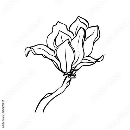 Magnolia flower bloom with stem, hand drawn spring floral doodle, simple sketch illustration
