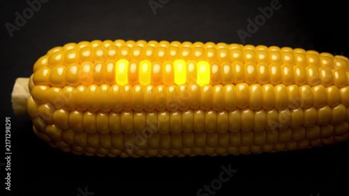 Close-up Macro Shot of a Ripe Yellow Corn Cob with Glowing Kernels.