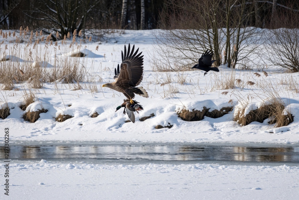 Obraz premium White-tailed eagle flies over snowy landscape carrying hunted duck in talons. Large predator bird hunts prey during winter season near frozen river. Black crow follows eagle in cold nature scene with