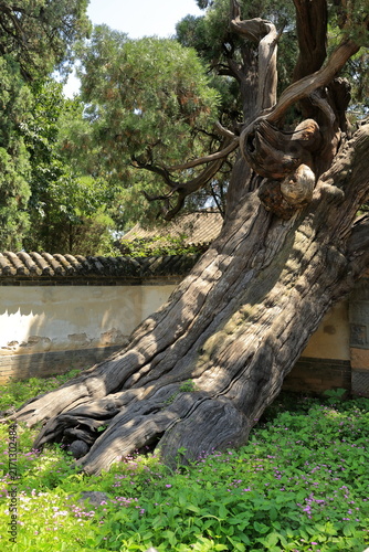Ancient Great General Cypress at Songyang Academy in China