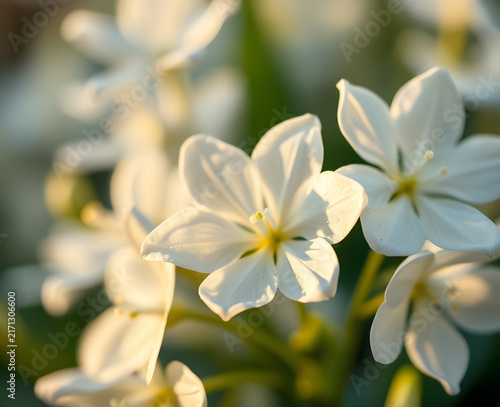 Petites fleurs blanches en forme d'étoile photographiées en gros plan avec un arrière-plan flou verdoyant, délicates fleurs de jardin illuminées par une lumière naturelle douce