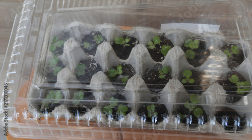 greenhouse, gardening, seedlings, plants, garden, gardening, growing, planting, propagation, sprouting, seedlings, horticulture, agriculture, sustainable, sustainability, recycling, upcycling, 