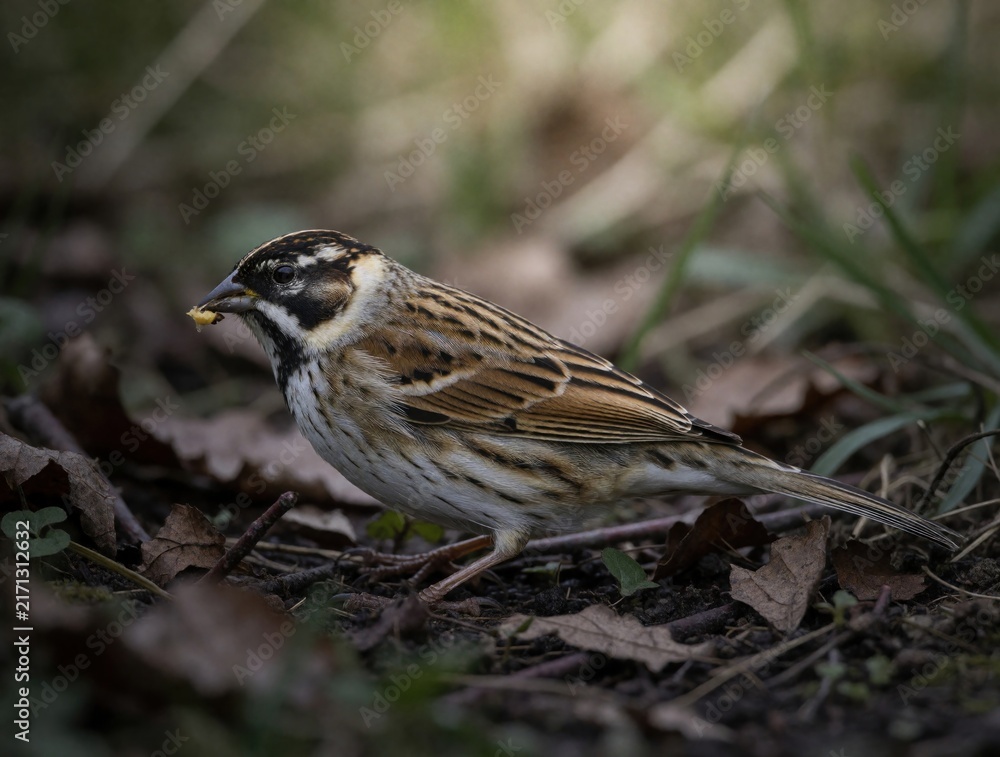 Naklejka premium Small reed bunting bird stands on ground with dried leaves. Wild bird holds seed in beak. Wildlife animal searches for food in natural farmland habitat. Brown, white feathered sparrow sits on soil in