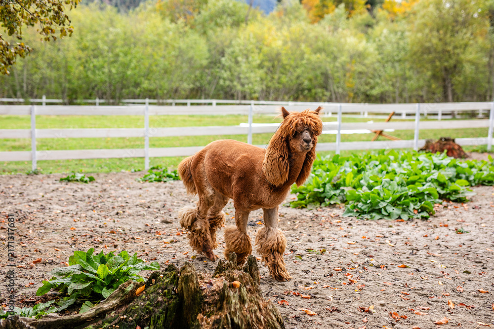 Naklejka premium Brown alpaca standing in sandy paddock near white fence and green plants.