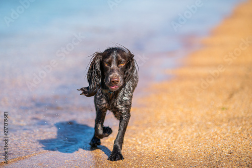 Wet russian cocker spaniel walking along the edge of a blue sea shore.