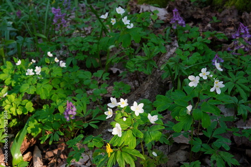Isopyrum thalictroides white delicate flowers and purple corydalis flowers in a forest near Bucharest in spring