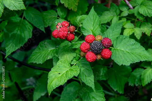 some unripe red blackberries in summer garden