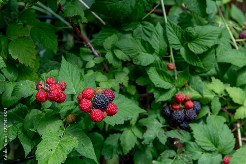 some ripe and unripe red blackberries in summer garden
