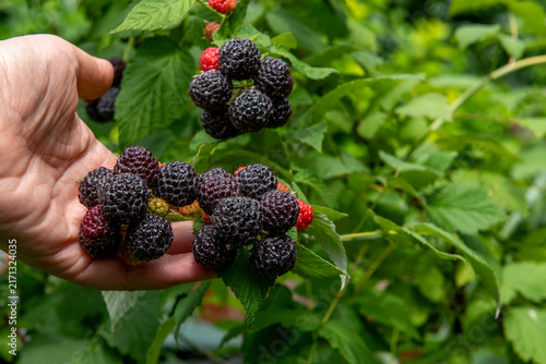hand holding freshly picked ripe blackberries in summer garden