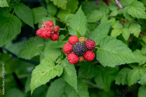 some unripe red blackberries in summer garden
