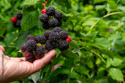 hand holding freshly picked ripe blackberries in summer garden