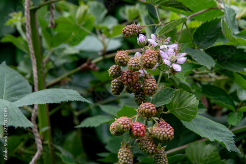 unripe blackberries and blossoms growing on wild blackberry bush