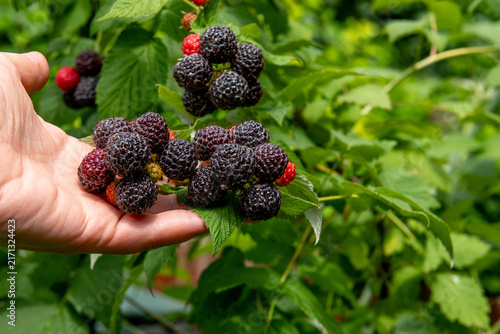hand holding freshly picked ripe blackberries in summer garden