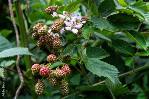 unripe blackberries and blossoms growing on wild blackberry bush