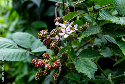 unripe blackberries and blossoms growing on wild blackberry bush