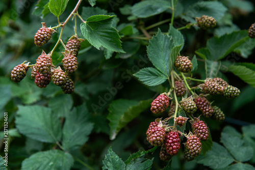 unripe blackberries and blossoms growing on wild blackberry bush