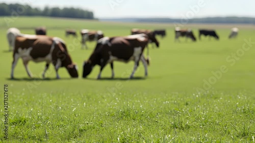 A group of cows grazes peacefully in a vibrant green field under a bright sky on a sunny day, showcasing sustainable agriculture and dairy farming.