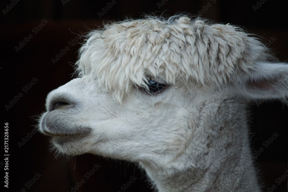 Naklejka premium White Huacaya Alpaca Side Profile Closeup Portrait 