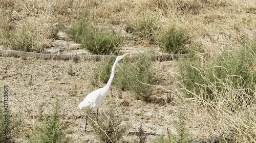 A great egret wobbles its neck in a hunting behavior	