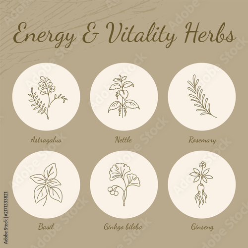 Energy and Vitality Herbs Line Art Icons Infographic