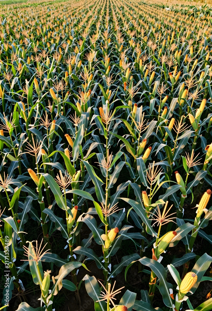 Naklejka premium Agriculture and food production, corn field with rows of maize plants and ripening cobs in sunlight